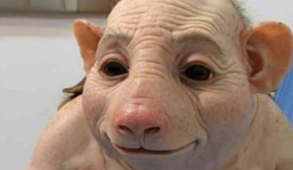 Jakim owadem będziesz ?