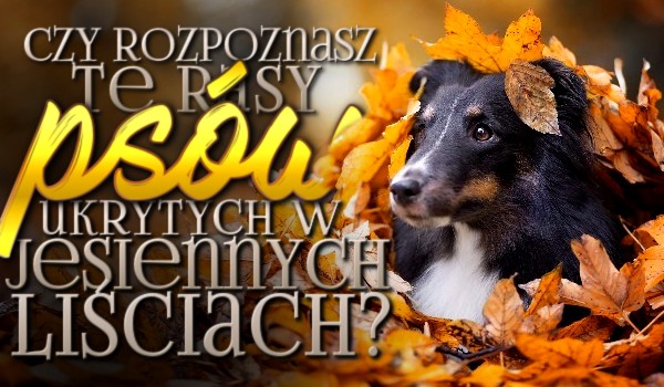 Czy uda Ci się rozpoznać te rasy psów ukrytych w jesiennych liściach?