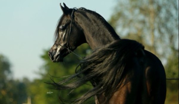 Zatracić się w galopie #5