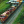 Max_Train