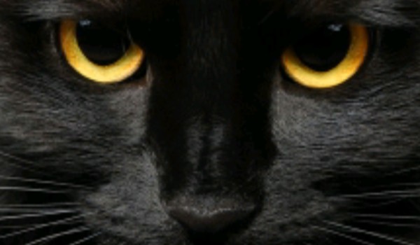 Wojownicy- Generator imion IV