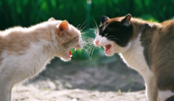 Wojownicy- Generator imion VI