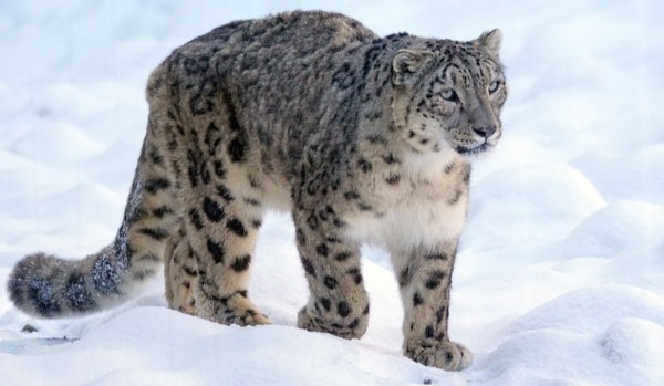 Początek Klanu Czekolady -roździał 4