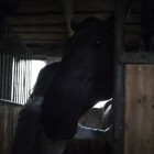 CassiHorse