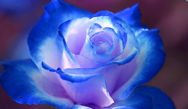 Niebieska róża