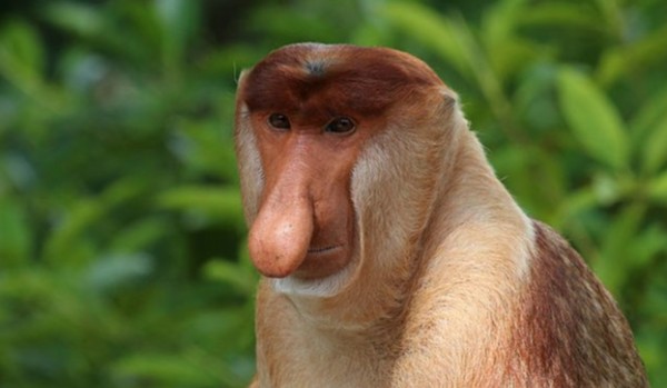 czy janusz jezdzi passate