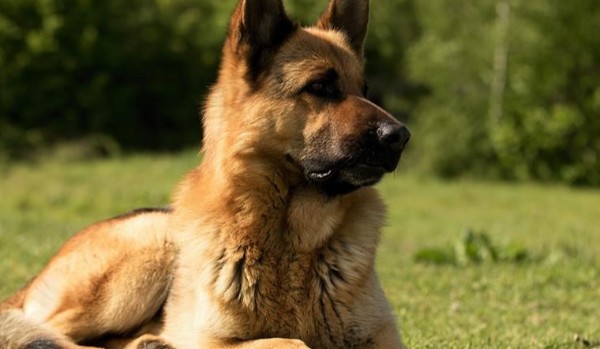 Czy lubisz chodzić do szkoły