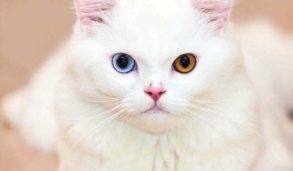 WYNIKI KONKURSU NA RYSKI!!!!