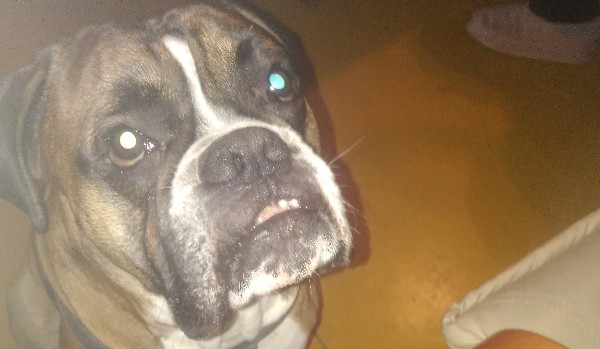 jakiego psa wybrać !?