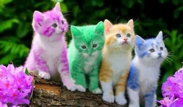 Jakiego koloru kotem jesteś?