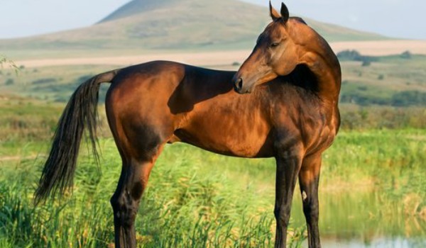 Czy rozpoznasz te rasy koni?