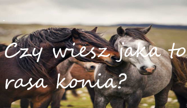 Czy wiesz jaka to rasa konia?