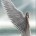 Angel_0208