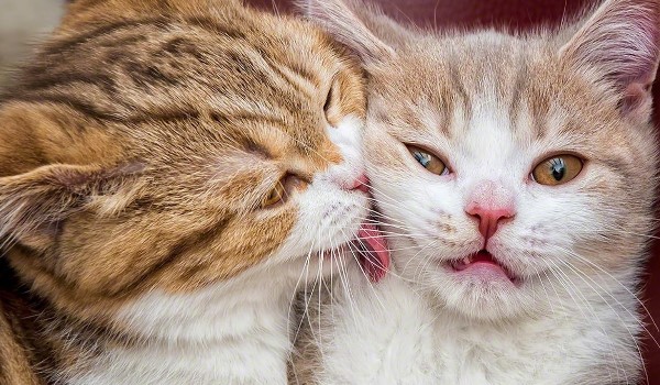 Mianowanie przywódcą…