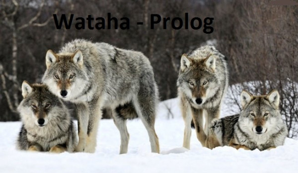 Wataha – Prolog