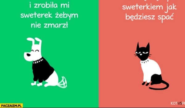 Jesteś psem czy kotem