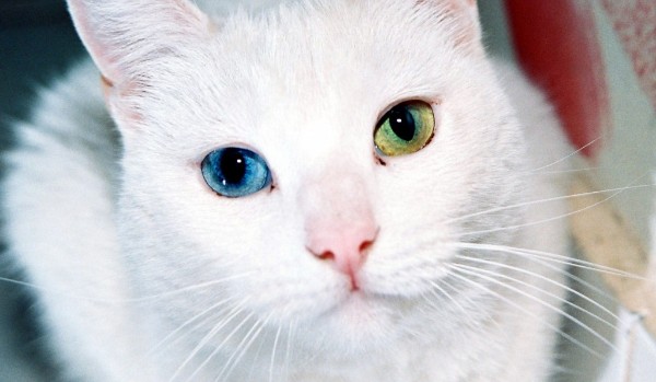 Czy uda ci się rozpoznać najrzadsze gatunki kotów?