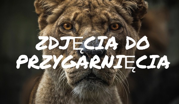 Zdjęcia do przygarnięcia#5 Newton Scamander