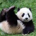 Lama_dera