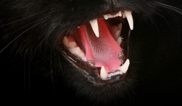 Rozmowa z Clevciem #4