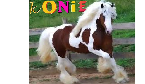 Konie zimno krwiste.