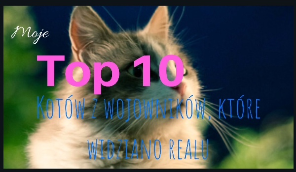 Moje TOP10 kotów z wojowników widzianych w realu.