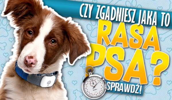 Zgadniesz, jaka to rasa psa? – Test na czas!