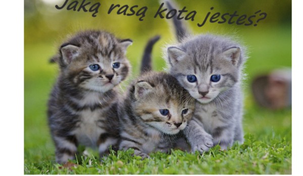 jaką rasą kota jesteś