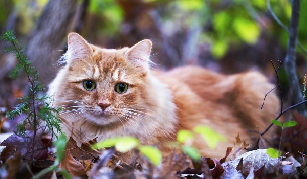 Warrior Cats ~ #7 Klan Gwiazdy