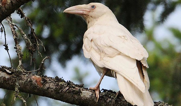 Księżniczka Kruków #8