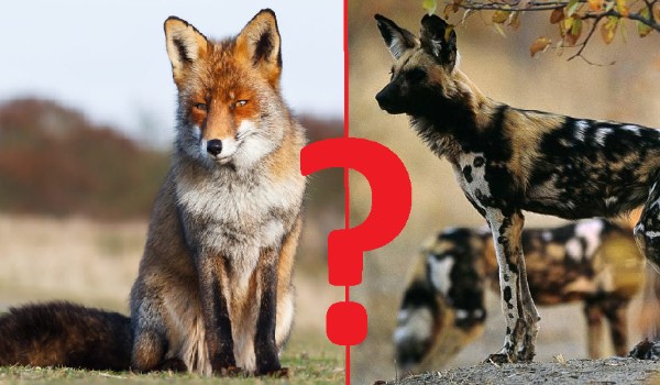 Czy rozpoznasz te gatunki dzikich psów?