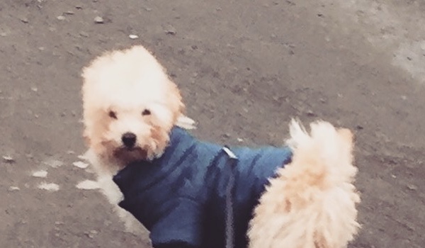 Co kupić psu na święta