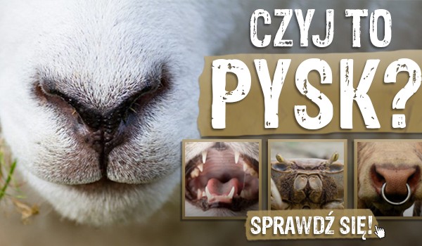 Czyj to pysk?