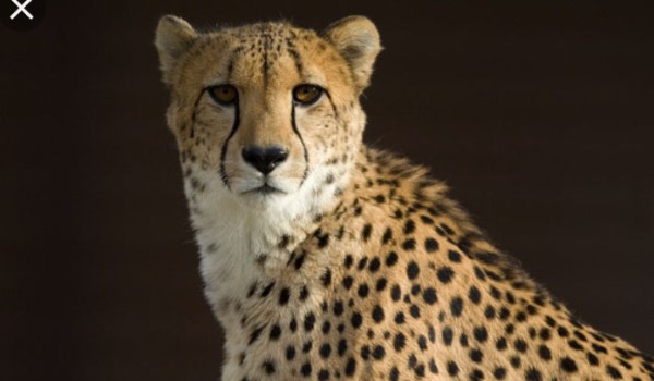 Czy przypominasz geparda