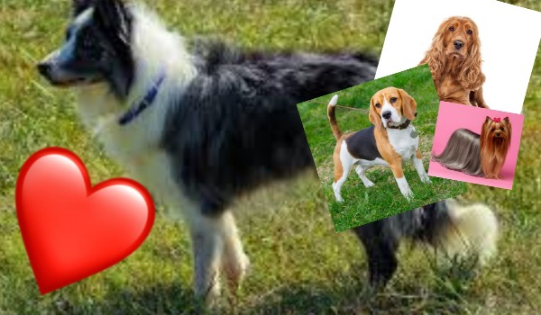 Jakim psem jesteś