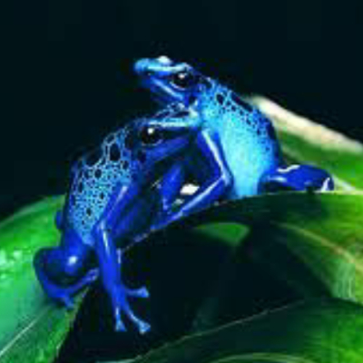 Robert200734