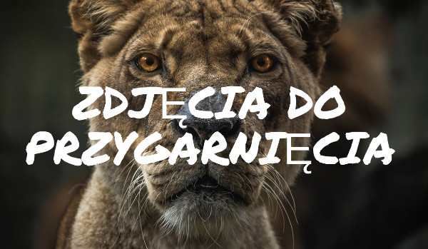 Zdjęcia do przygarnięcia#22 Remus Lupin