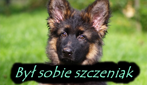 Był sobie szczeniak. Ellie #2
