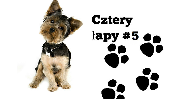 Cztery łapy #5