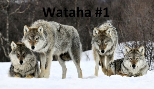 Wataha #1
