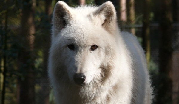 Biała wilczyca # 4