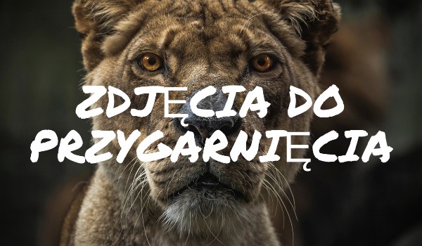 Zdjęcia do przygarnięcia#6 Tatuaże