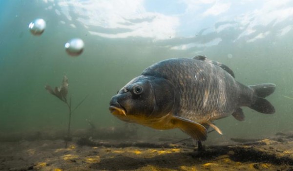 Test Wiedzy Wędkarskiej