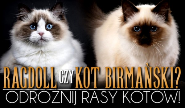 Ragdoll czy kot birmański? Odróżnij rasy kotów! – Test na czas!