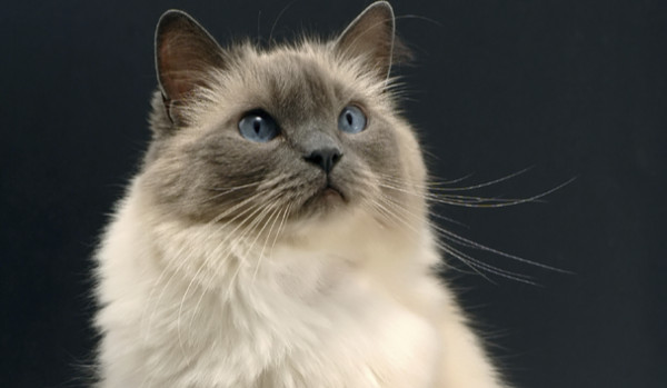 Elvis i sprawa psio-kocia #1