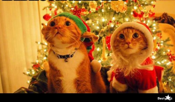 Co powinieneś kupić swojemu kotu na Święta Bożego Narodzenia?