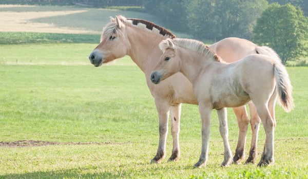 Jak dobrze znasz się na koniach rasy Fiordzkiej?