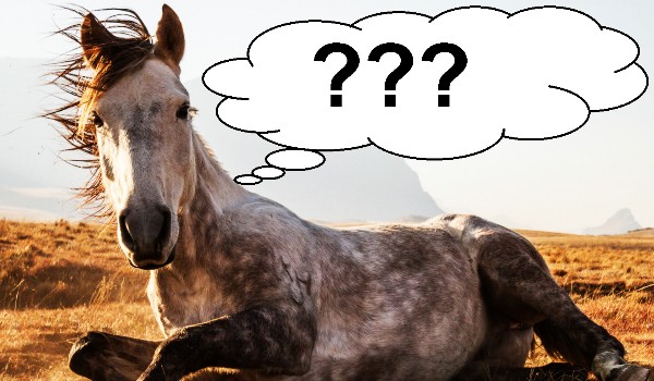 Ile wiesz o koniach i jeździectwie? POZIOM ŚREDNI