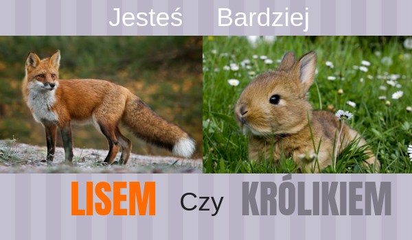 Jesteś bardziej lisem czy królikiem?