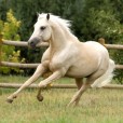 loverhorses